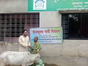 BNF cow distribution Picture